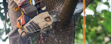 How Our Tree Care Process Works  in  Twin Grove, IL