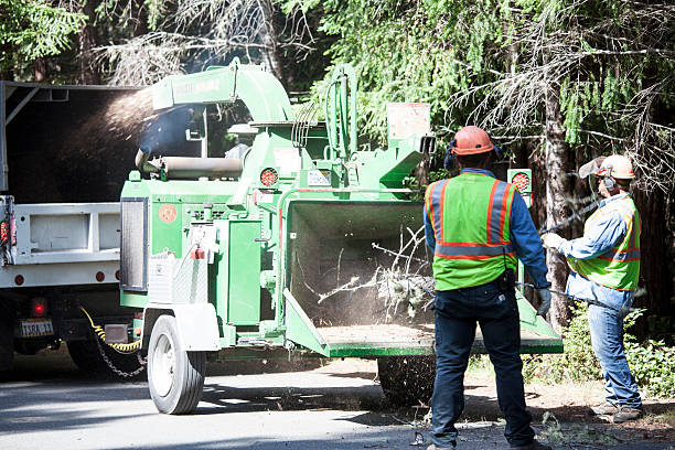 Tree and Shrub Care in Twin Grove, IL