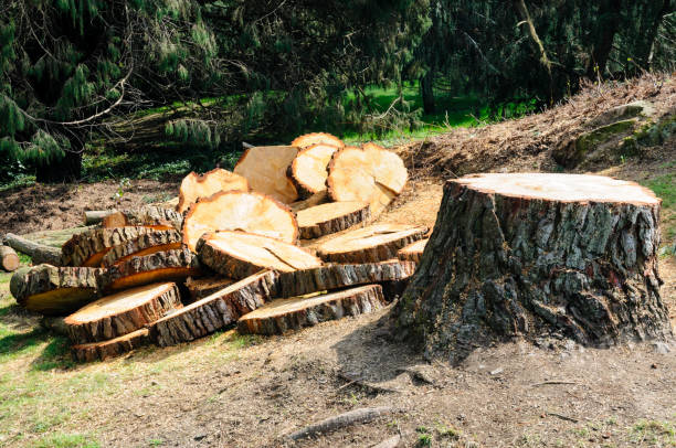 Reliable Twin Grove, IL Tree Care Solutions